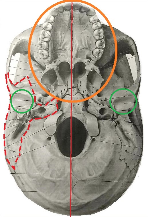 下顎の解剖図