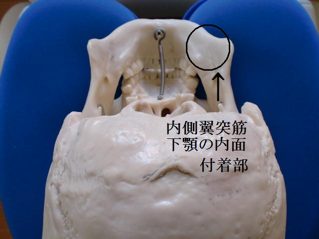 flat-顎解剖図