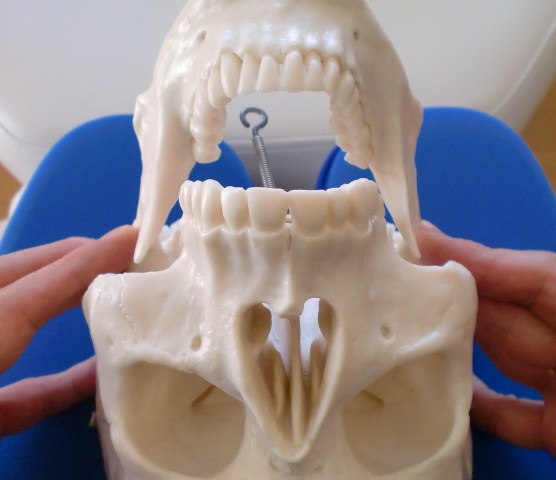 顎の位置／検査