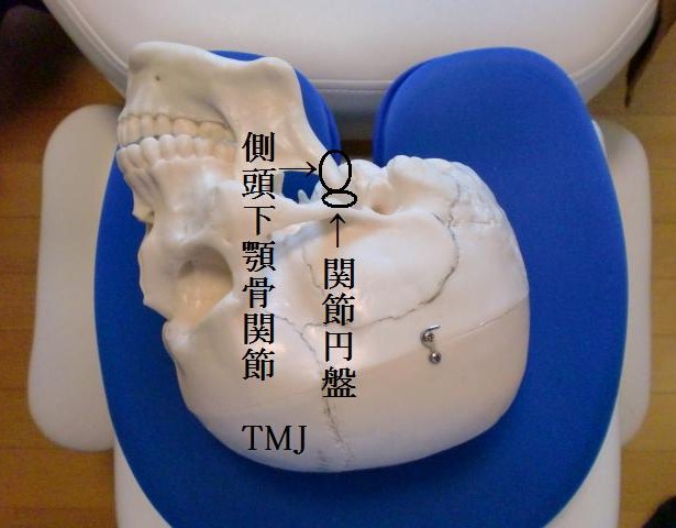 写真による顎の解剖学