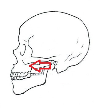 顎の解剖学について