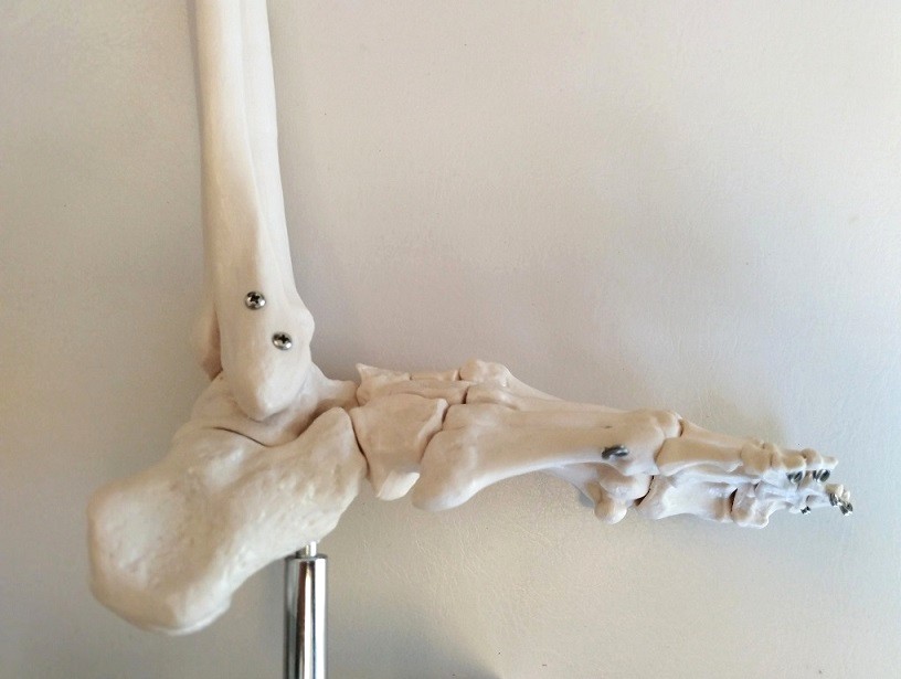 flat　足関節 
