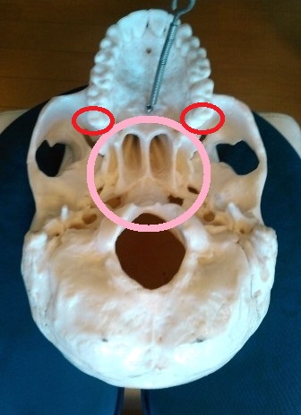 顎を上から見る解剖図