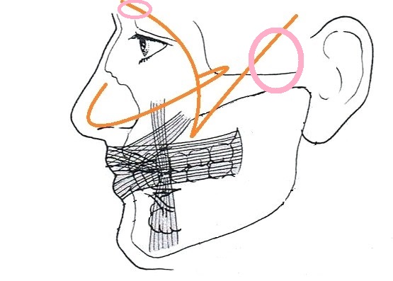 顎の説明