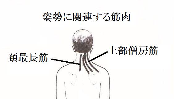 flat-姿勢に関連する筋肉／背面