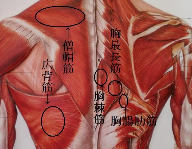 背中の筋肉／解剖学
