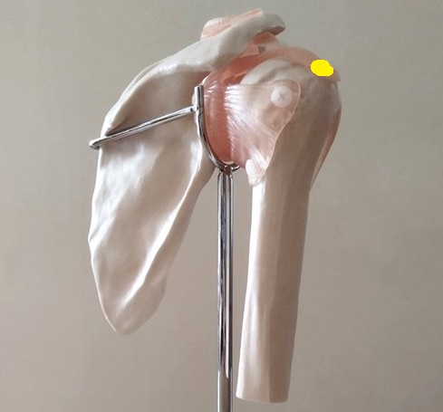 肩甲骨模型・石灰が溜まる場所