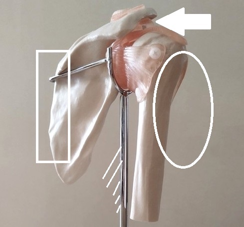 肩甲骨模型説明