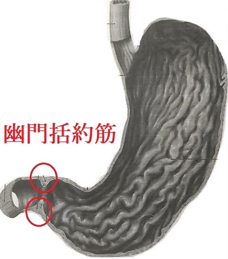 flat 幽門括約筋