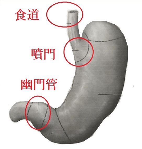 胃の解剖図