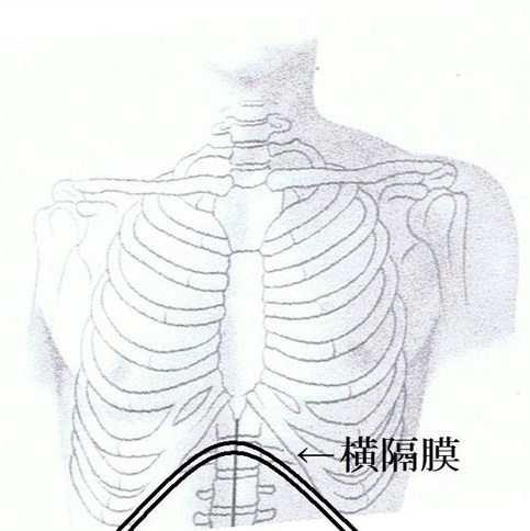 flat 内臓横隔膜