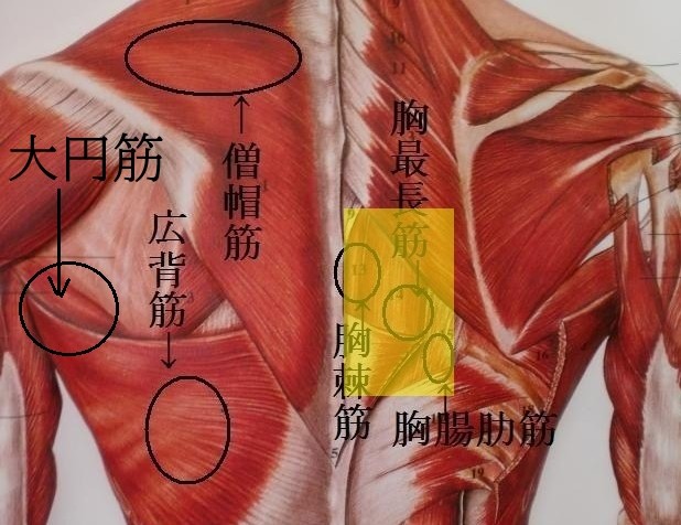 肩の施術・解剖学