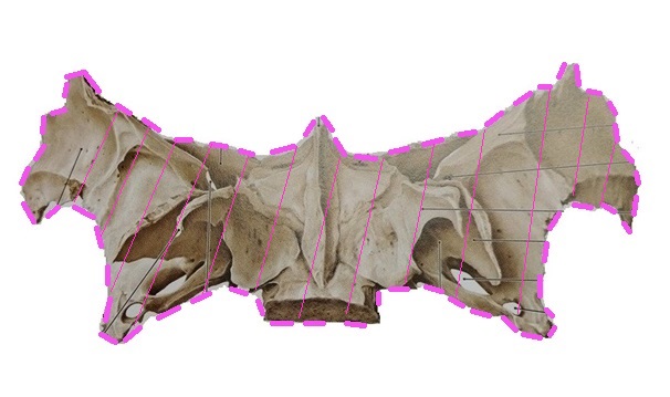 頭蓋骨・蝶形骨・単体