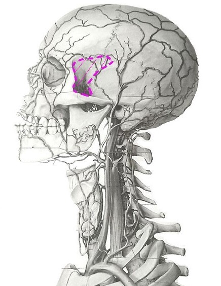 頭蓋骨・蝶形骨・横から