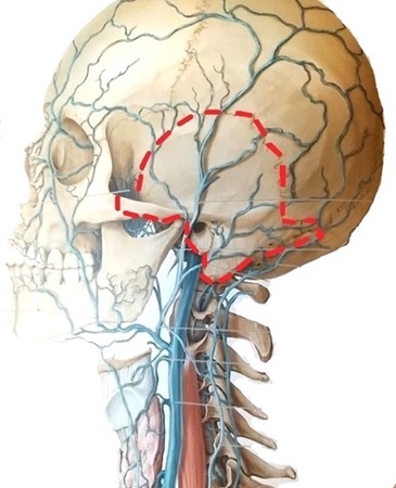 flat 頭蓋骨側頭骨