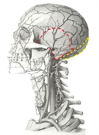 頭蓋骨側頭骨と後頭骨