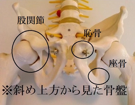 骨盤・股関節解剖